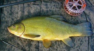 Lín: charakteristika, životní styl, jak rybařit a rybářský byznys